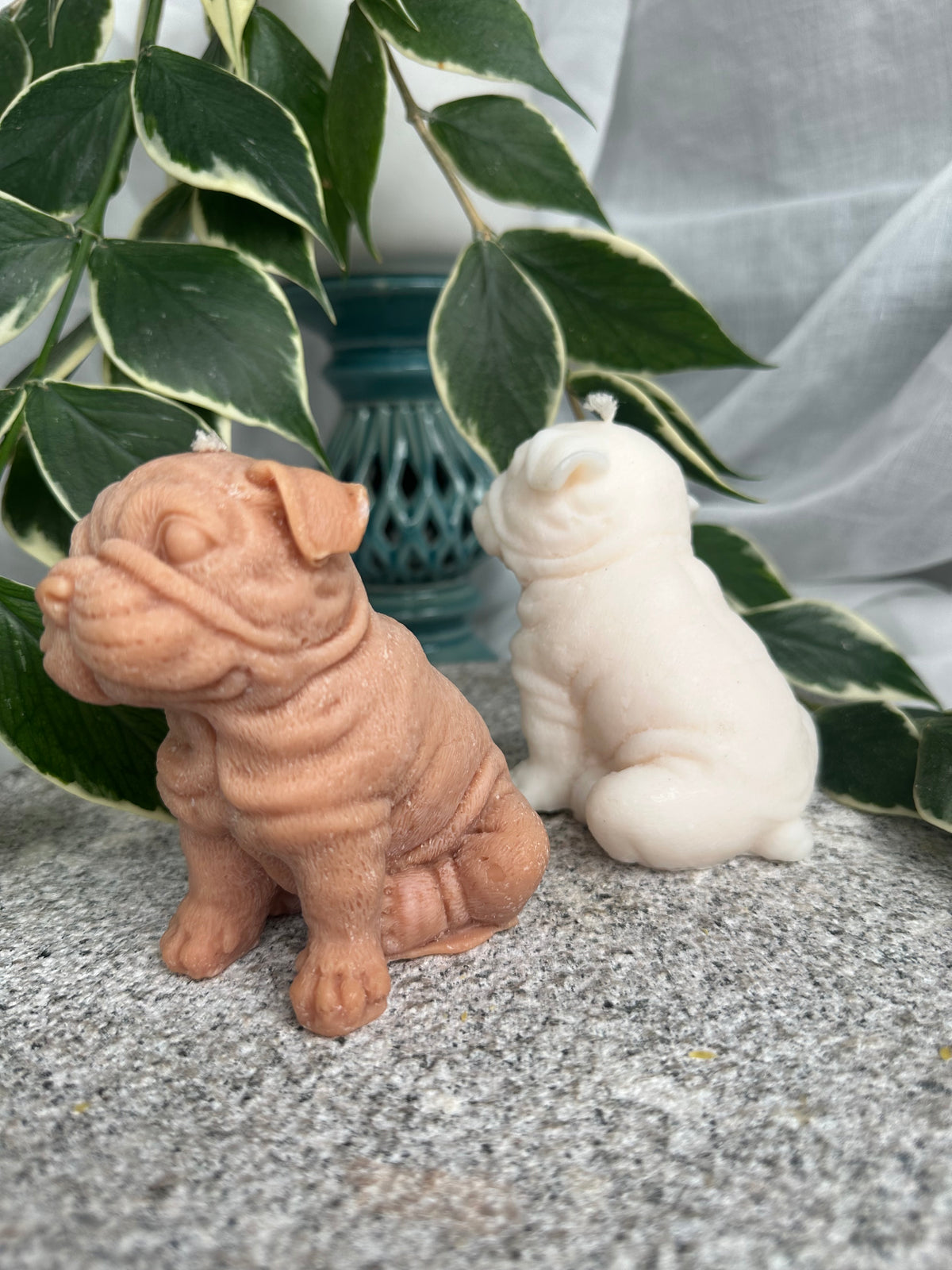 Shar Pei