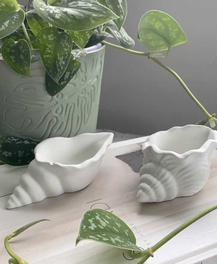 Set of two conch shells