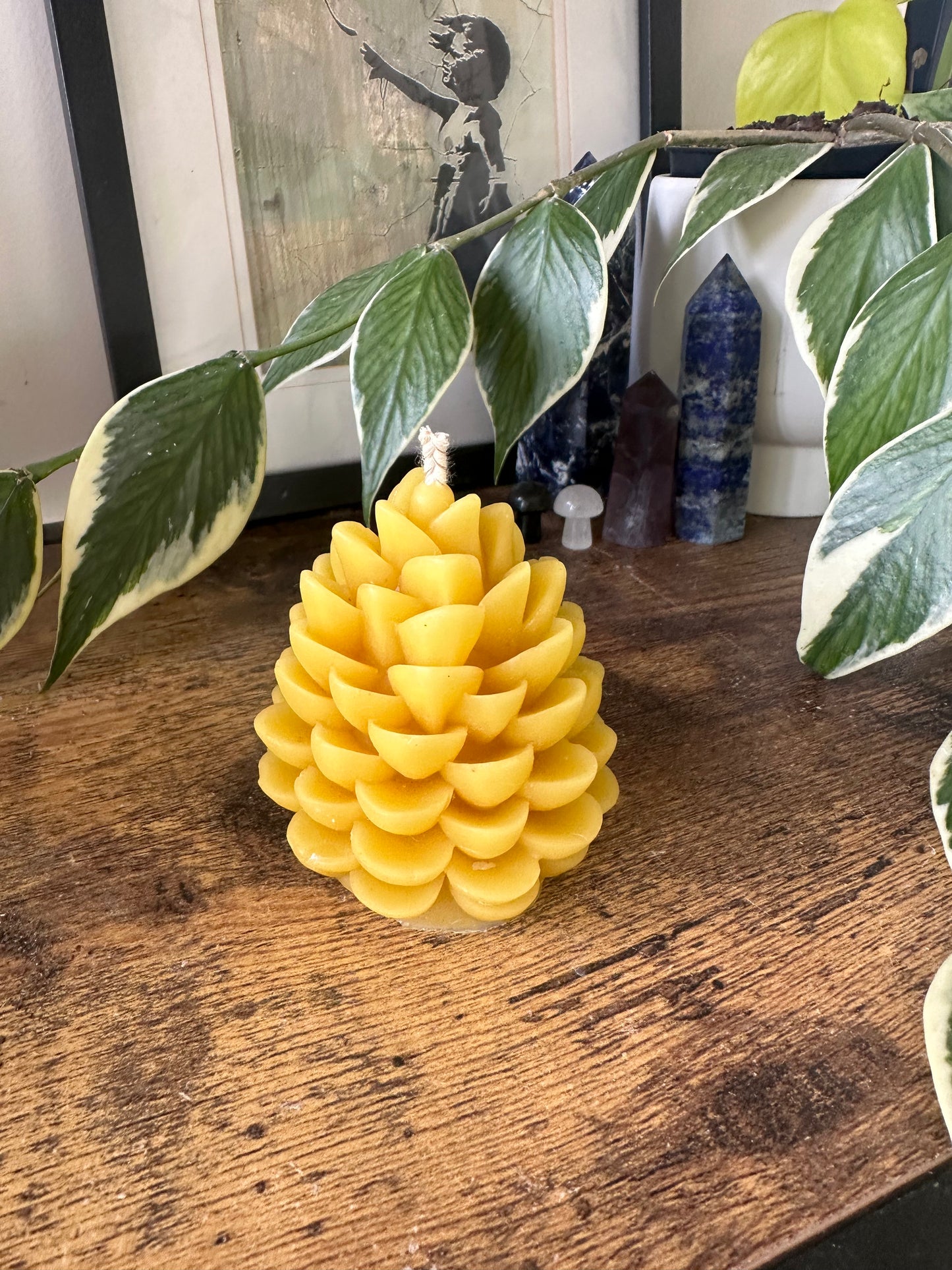 Pine cone - open