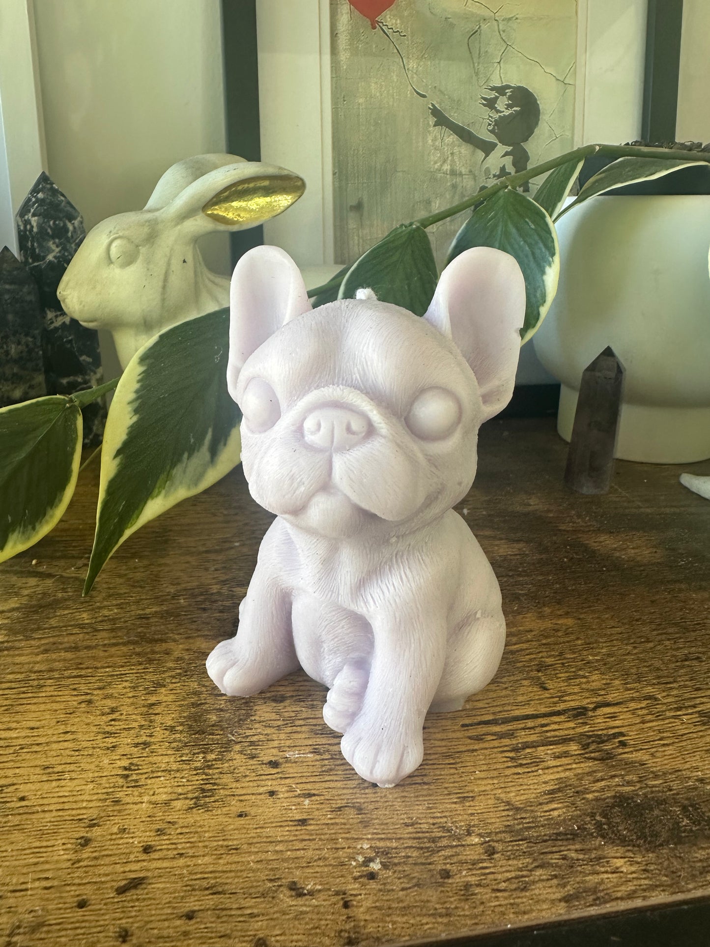 French bulldog