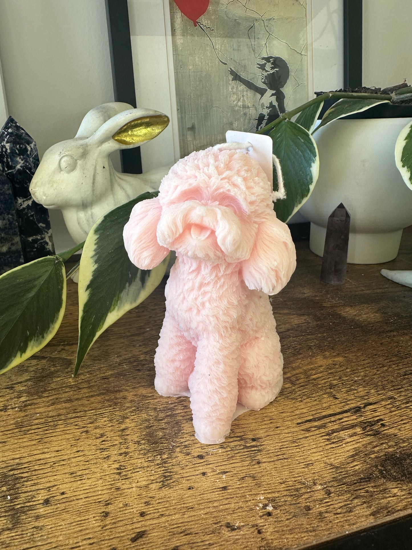 Cavoodle Dog, small