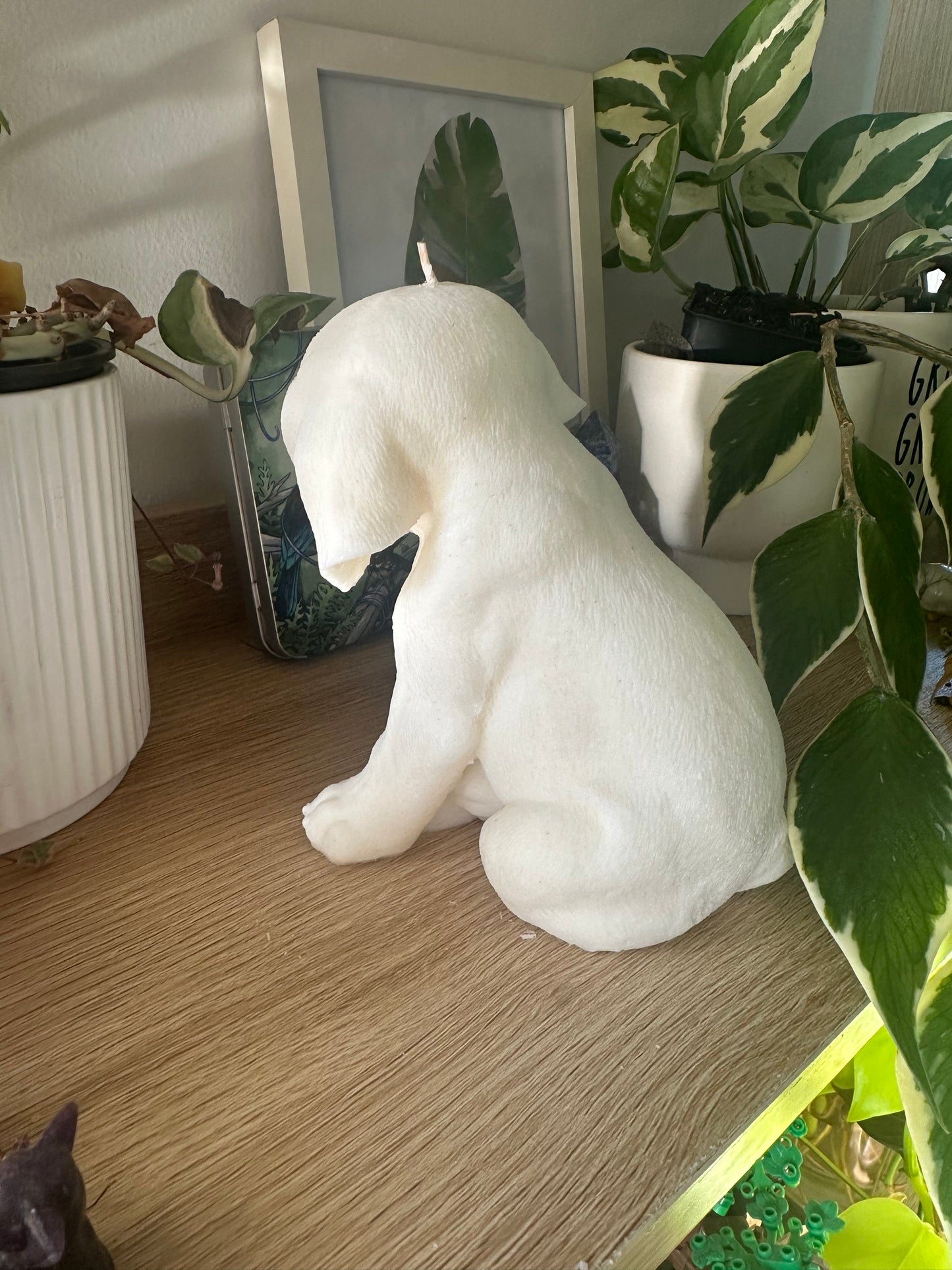Labrador, large