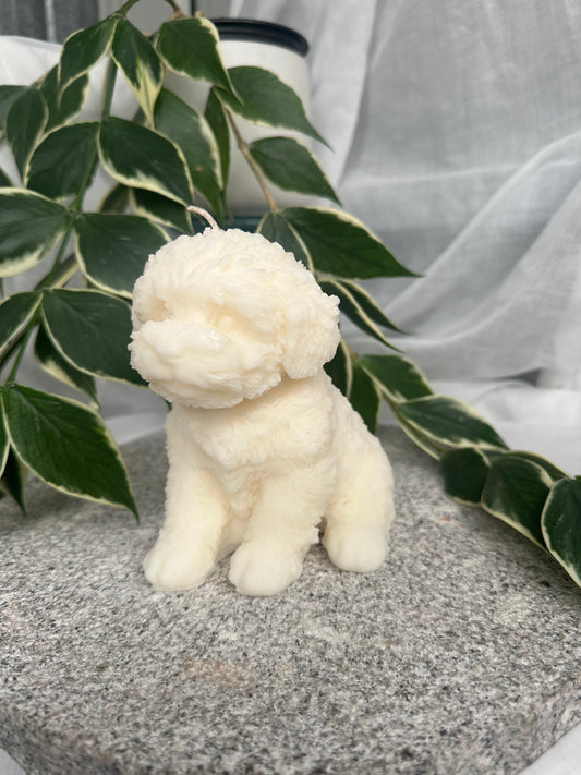 Cavoodle Dog, large