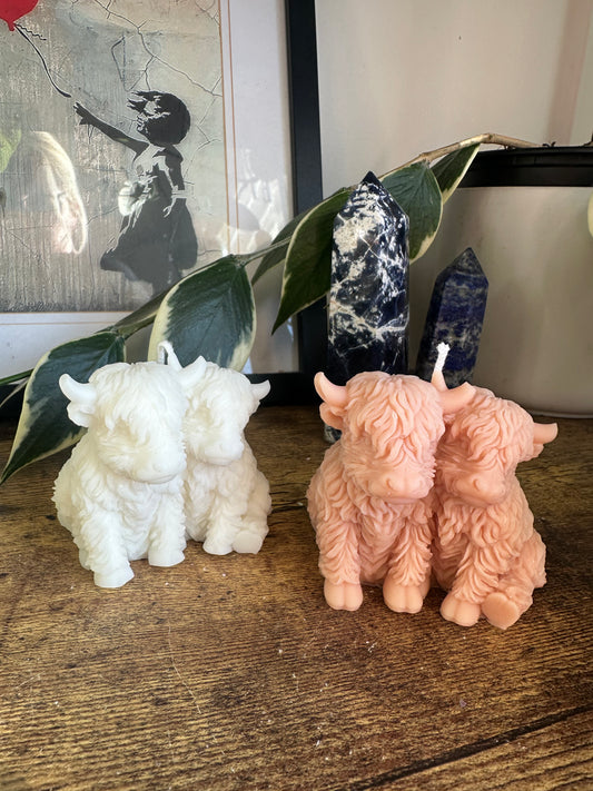Mini cow friends