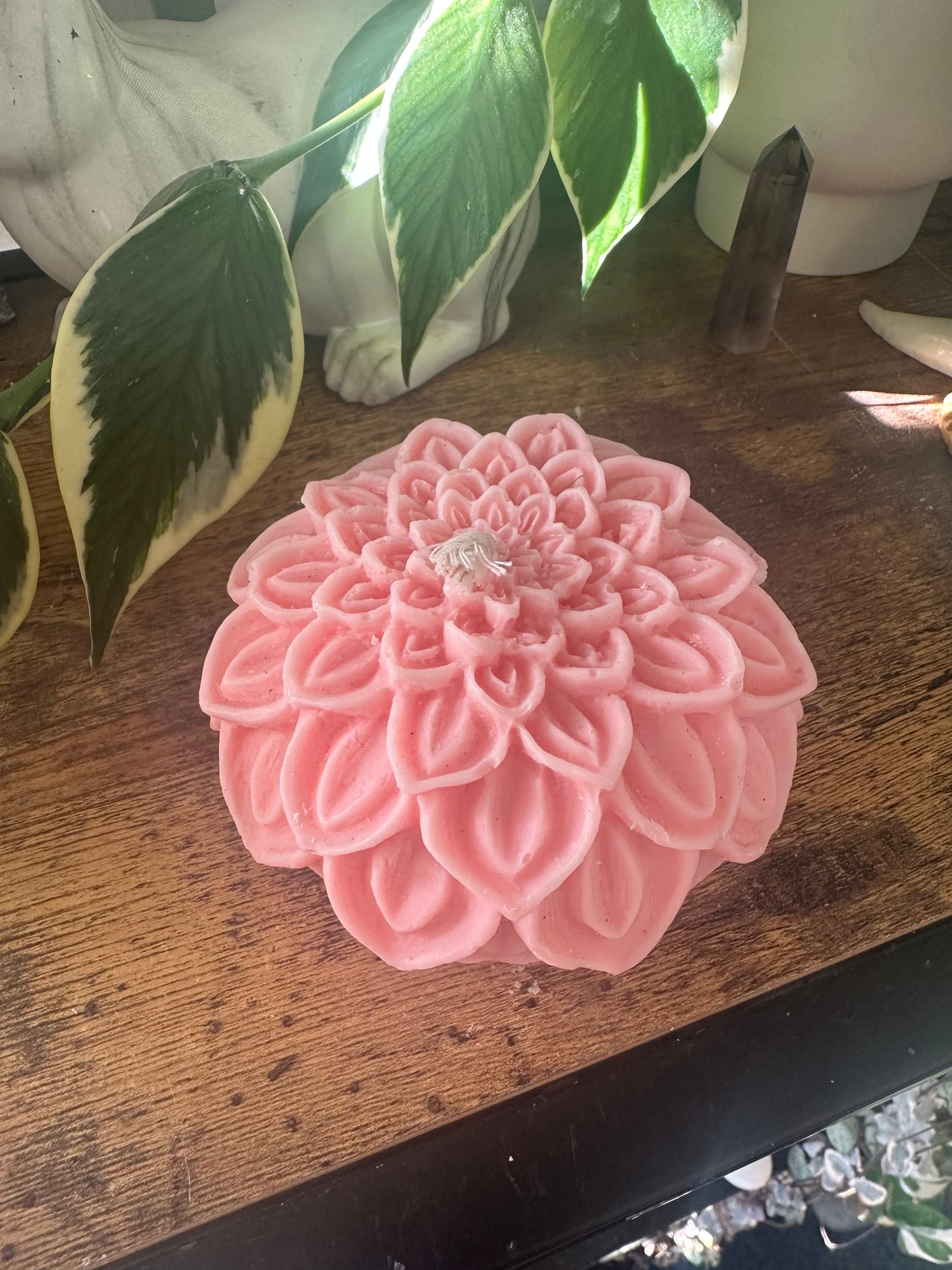 Dahlia ball