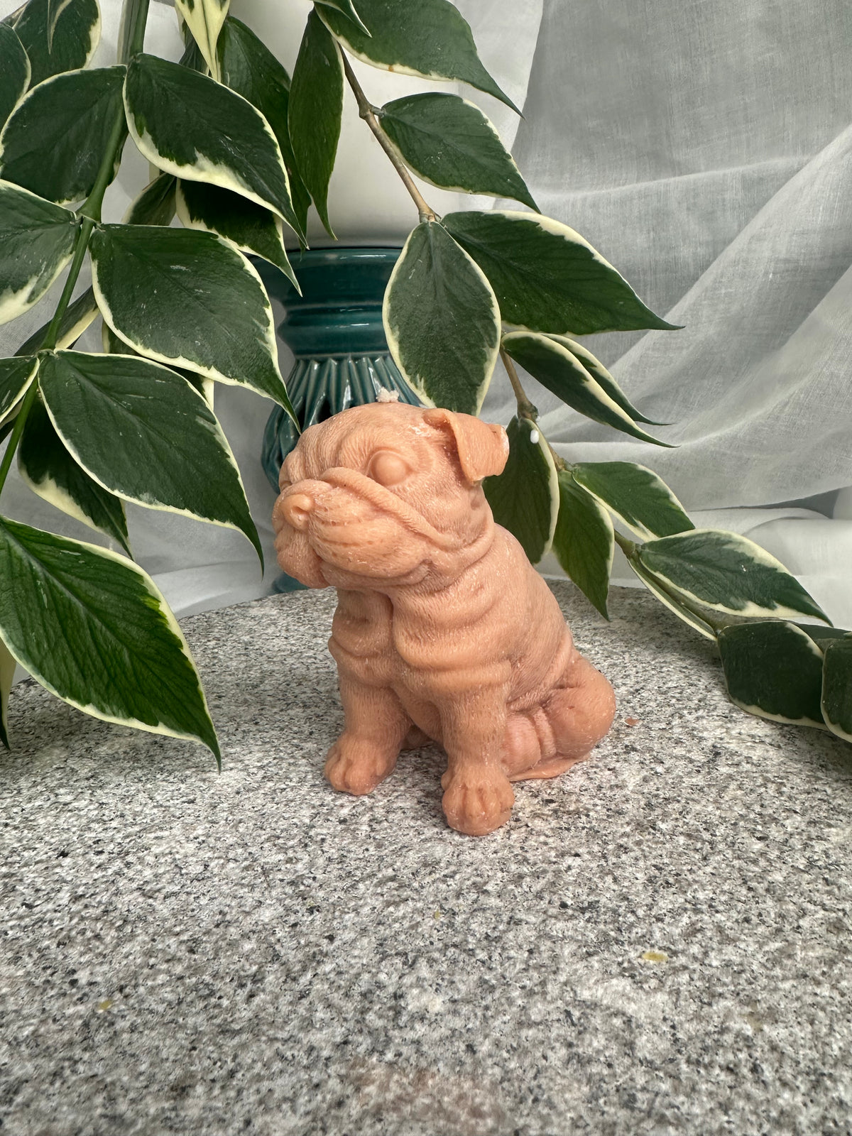 Shar Pei