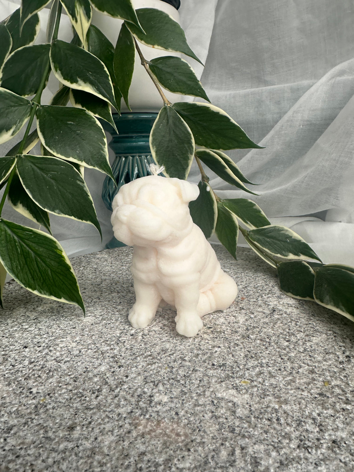 Shar Pei