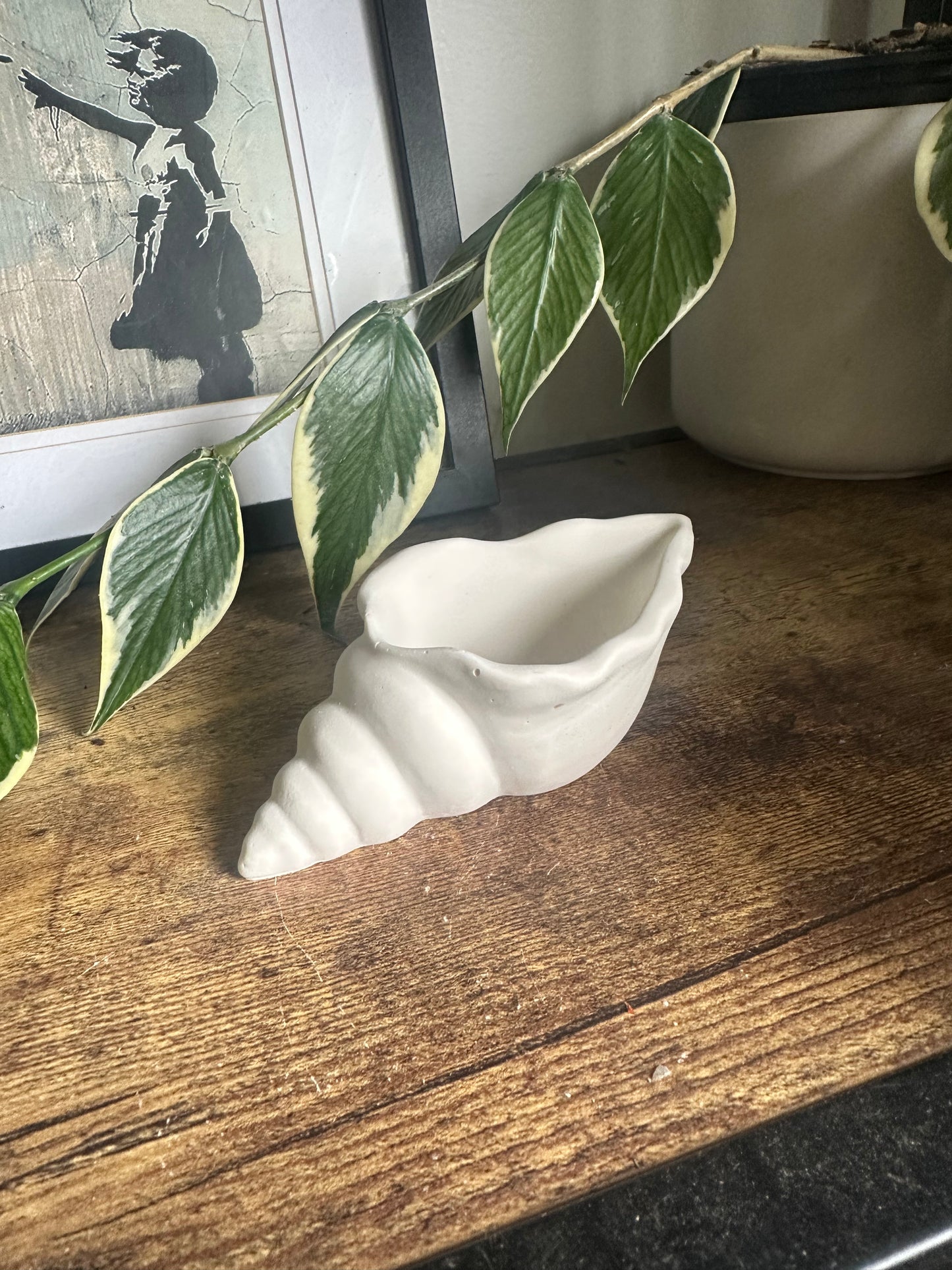 Conch shells