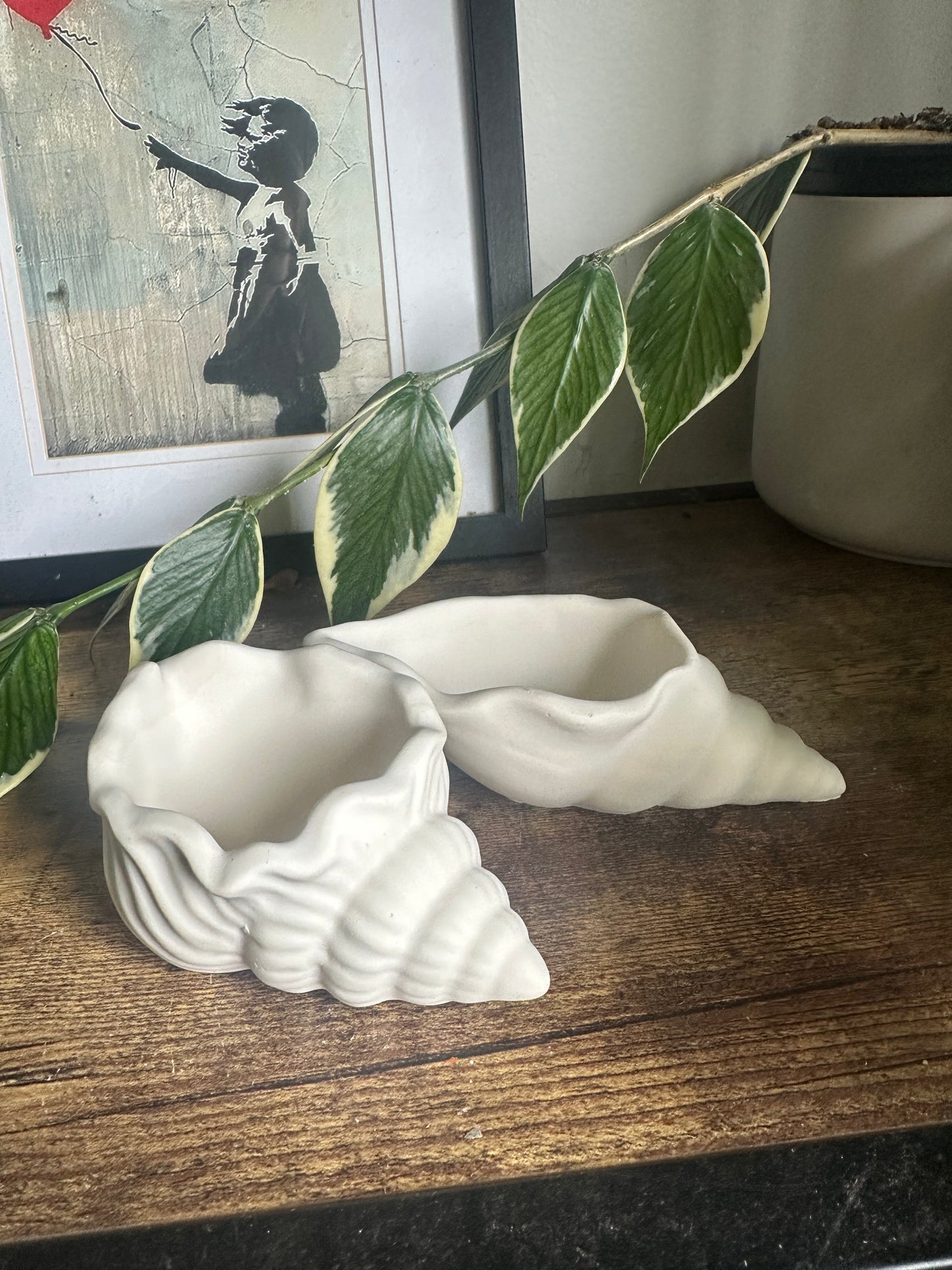 Conch shells
