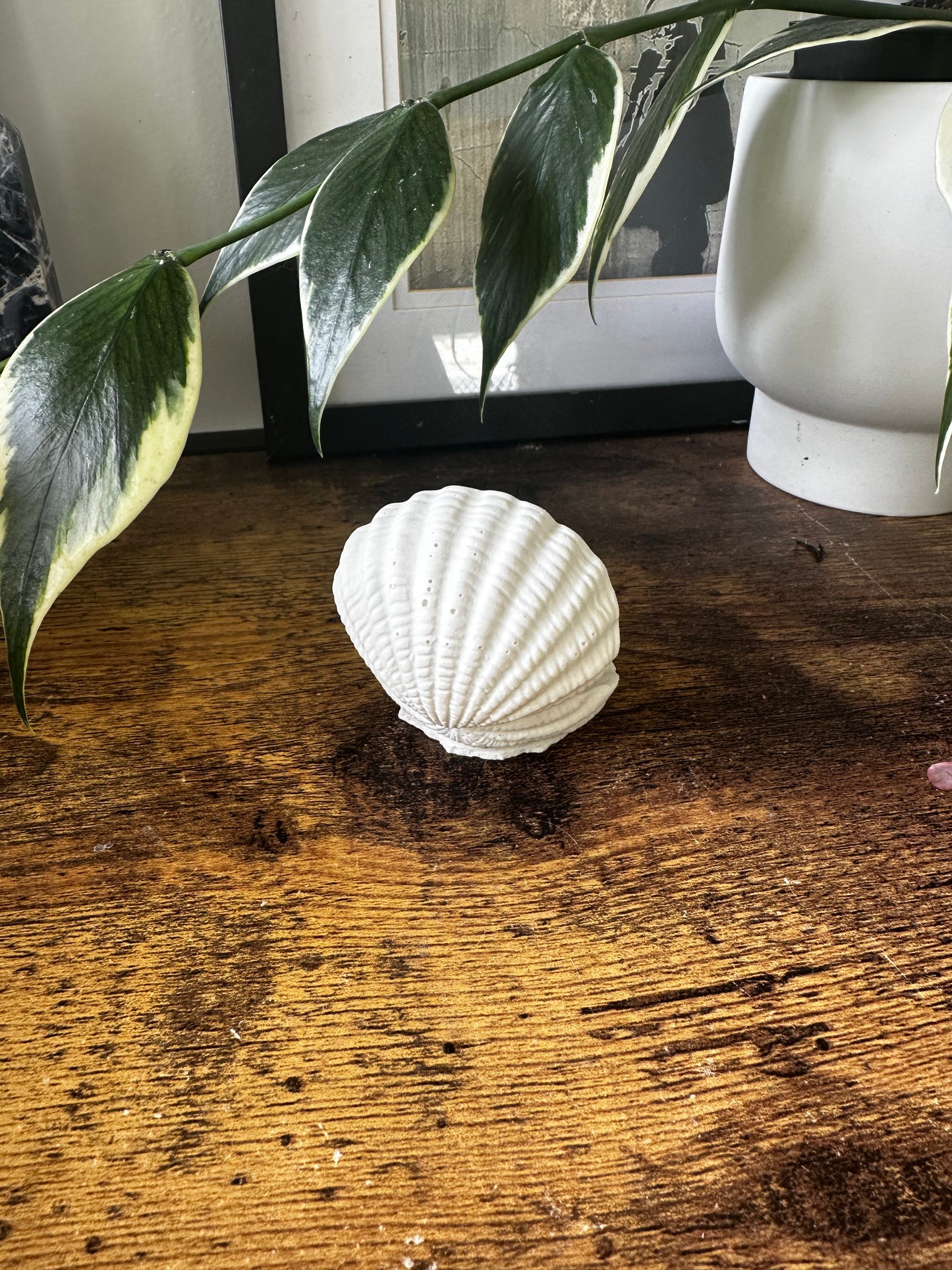 Small Clam Shell