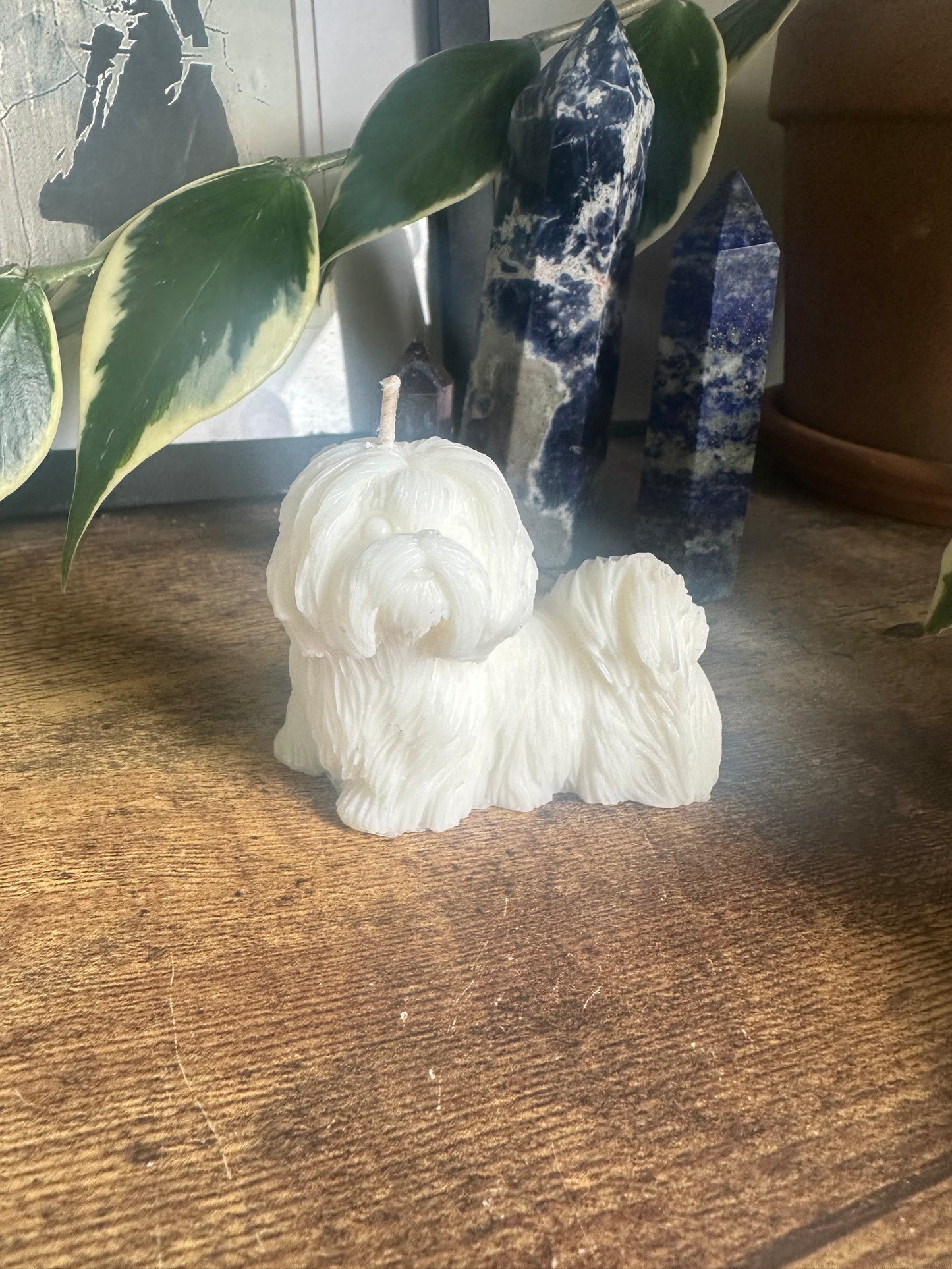 Shih Tzu dog