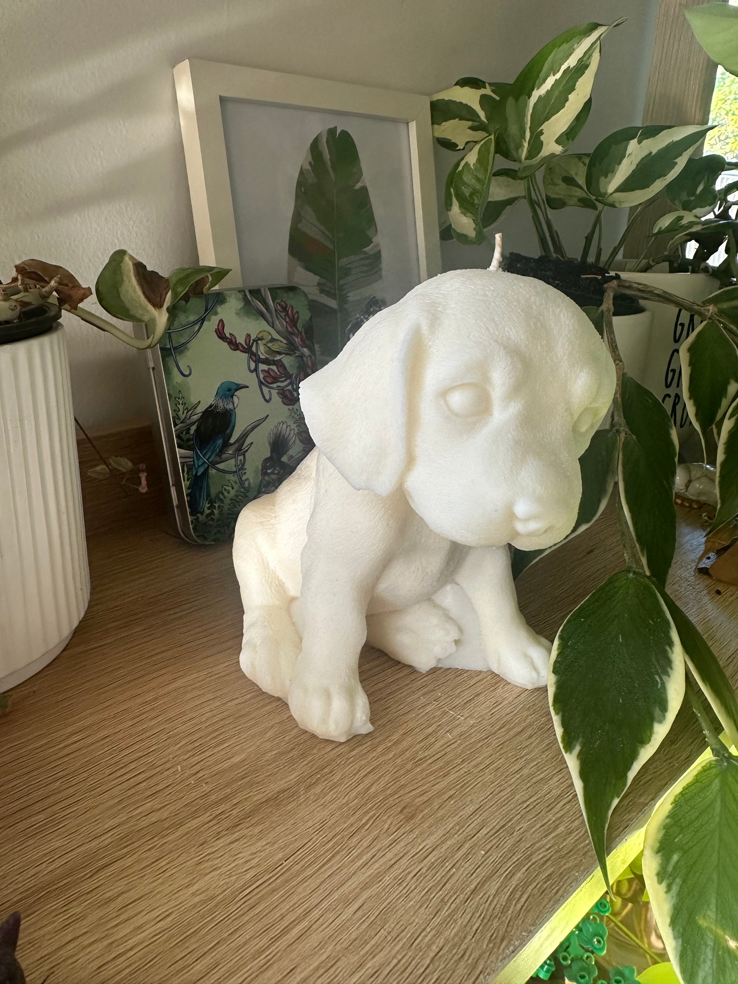 Labrador, large